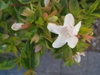 White, tubular flower with 5 corolla lobes