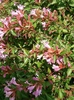 Pink, tubular flowers with 5 lobes & elliptical opposite leaves