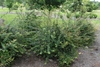 Short spreading habit