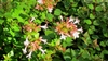 White tubular flowers with pinkish calyces & ovate opposite leav