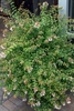 Whole plant of Abelia x grandiflora ‘Kaleidoscope’ PP #16988