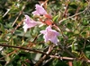 Pink, tubular flowers with 5 corolla lobes