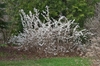 Whole plant with white flower on stalks -Abeliophyllum distichum
