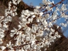 White tubular flowers with 4 corolla lobes on branches