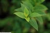 Close up of leaf of Abeliophyllum distichum