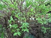 Stalks with ovate opposite leaves appear after flowering