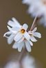 White tubular flowers with 4 corolla lobes & burgundy center