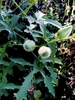 Round green buds covered with white fuzzy hairs in August