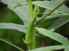 Green spear shaped fruit on the main stalk