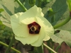 Yellow petals with burgundy center flower