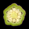 Thin green hexagonal flesh with white round seeds inside fruit