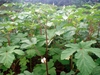Mature plants showing palmately compund dark green leaves