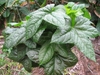 Star shaped green leaves of Abelmoschus manihot