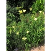 Whole plant with yellow blooms and erect habit