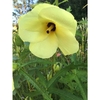 5 large yellow petals with burgundy center & yellow pistil