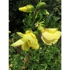 Side view of yellow flowers and cone shaped buds