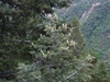 Abies concolor
