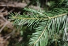 Flat green needles on a stem