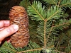 Close up of mature brown cone
