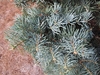 Flat bluish green needles