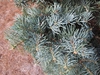 Abies concolor 'Compacta'