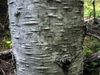 Mottled grey bark on the trunk of Abies amabilis