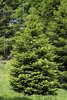 Abies alba mature tree