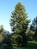 Tall oval habit of a mature plant