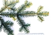 Bipinnately compound green needles at the branch tip