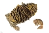 Closeup of a brown serrated cone surface with seed edges