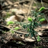 A sapling with tender light green needle shoots