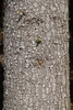 Abies alba bark