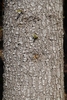 Grayish brown bark on a section of the trunk