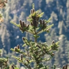 Abies alba cones