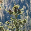 Brown oval cones on branches at the tree tip