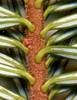 Branch with reddish hairs and stomal bands on needles