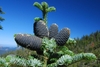 Bluish gray cones on the tree tip