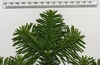 Foliage tip showing short branches & green needles