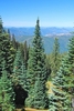 Forest view of a mature tree with spire top of Abies amabilis