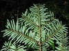 Underside of foliage on tree tip