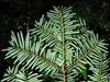 Underside of foliage