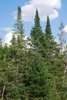 Steep conical habit in a forest setting in late summer