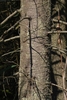 Brown tree trunk with dried branch spikes of Abies balsamea