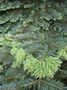 Closeup of a branch tip showing needles of Abies balsamea