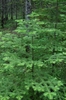 Whole view of a young tree of Abies balsamea