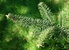 Branch tip showing needles of Abies balsamea var. phanerolepis