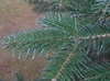 Branch