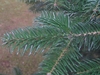 Branch tip showing needles of Abies cephalonica