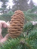 Upright light brown cone.