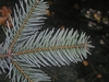 Underside of branch tip showing needles of Abies cephalonica